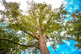 How Our Tree Care Process Works  in  Guyton, GA
