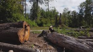 Professional Tree Services in Guyton, GA