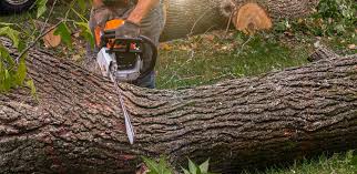 Best Root Management and Removal  in Guyton, GA