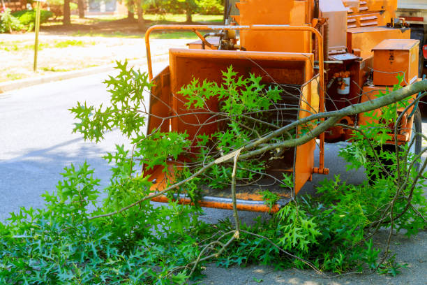 Best Lawn Grading and Leveling  in Guyton, GA