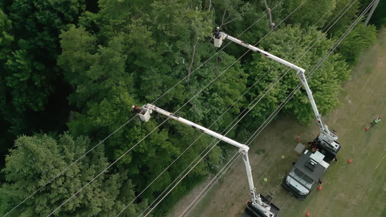 Best Commercial Tree Services  in Guyton, GA