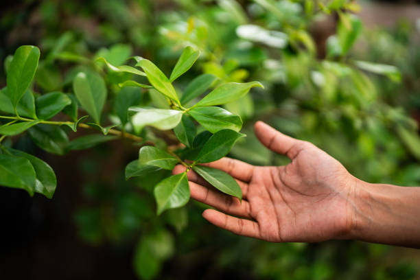 Best Tree Risk Assessment  in Guyton, GA