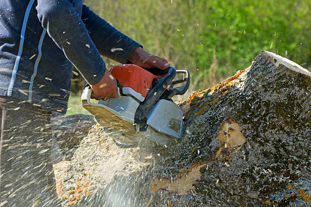 Best Palm Tree Trimming  in Guyton, GA