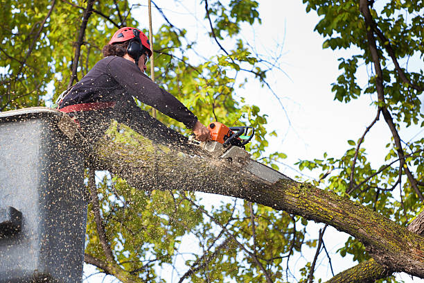 Best Aeration Services  in Guyton, GA