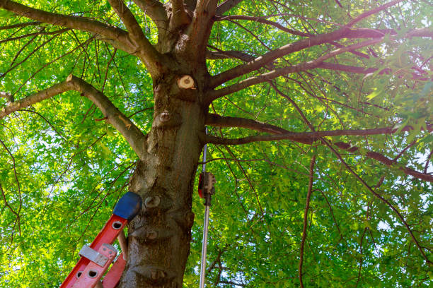 Best Tree Mulching  in Guyton, GA